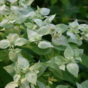 Plant - Mountain Mint