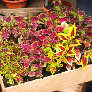 Plant - Coleus