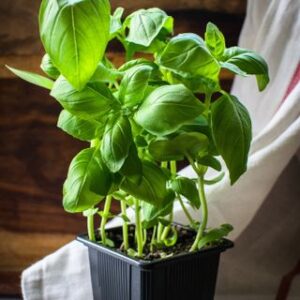 Plant- Italian Basil